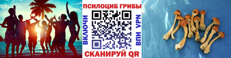 Купить где  Лянтор  Псилоцибиновые грибы мухоморы 